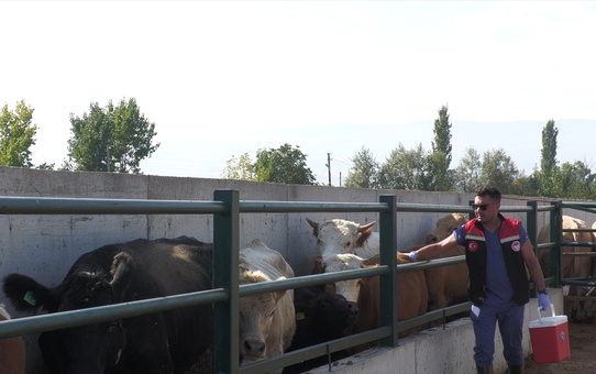 Amasya'da veteriner ekipler köylerde şap hastalığına karşı hayvanları aşılıyor