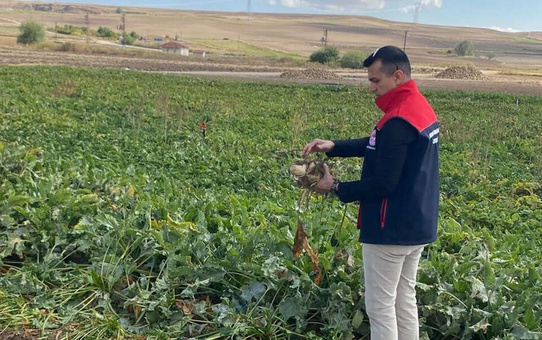 Üreticinin merakla beklediği haber geldi! Şeker pancarı alım fiyatı belli oldu