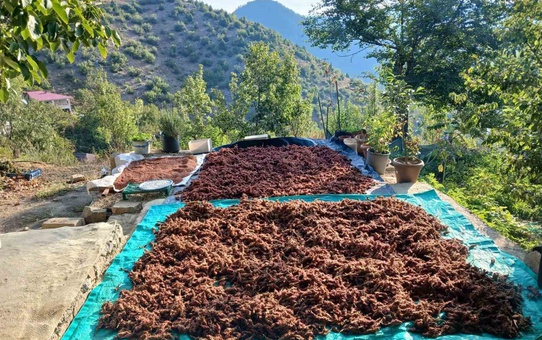 Kahramanmaraş Andırın'da sumak hasadına başlandı, İlyas Paksoy doğal haliyle sunuyor
