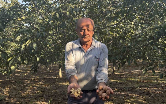 Osmaniye Bahçe'de ceviz hasadına başlandı, üretici 250 lirayı kurtarıcı görüyor
