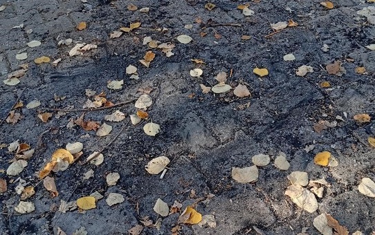 Bilecik'te Ali Ersoy Parkı'nda yakılan ateş çevrede kirlilik oluşturdu, tepki çekti