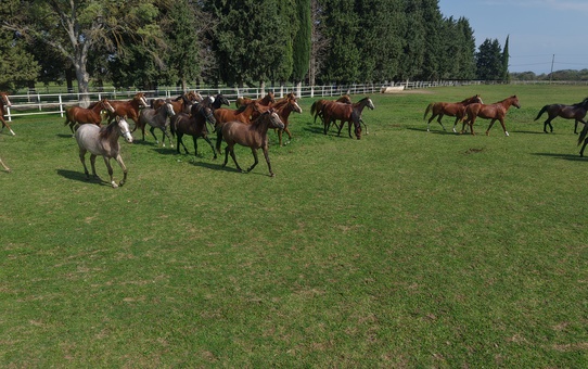 Bursa'da yetiştirilen tay 12 milyon 50 bin liraya satıldı