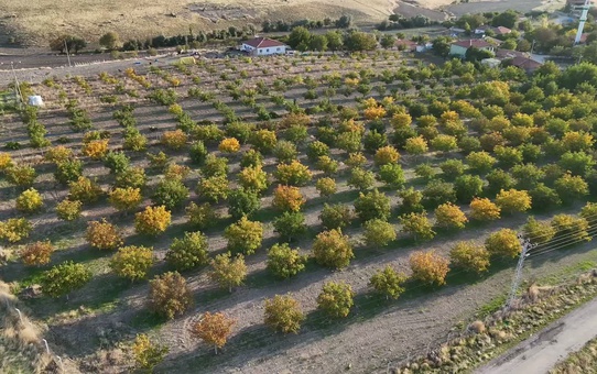 Yozgat'ta ceviz hasadı başladı, üretimin bin tonu aşması bekleniyor