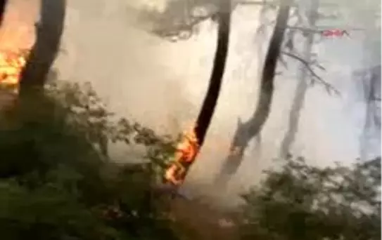 Tokatek Erbaa'da Korkutan Orman Yangını