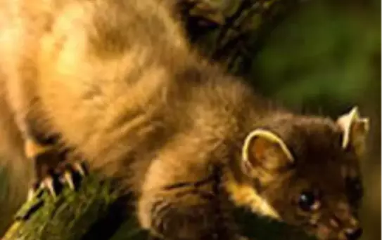 Sansar Antalya'yı Karanlığa Gömdü