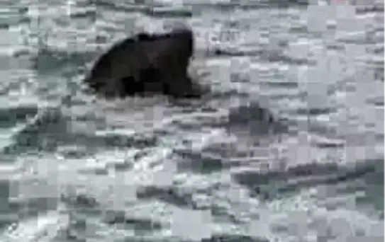 Datça - Gönlüne Göre Eş Bulamadı