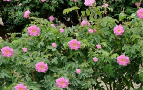 Gül'de 40 Bin Japon Turist Potansiyeli