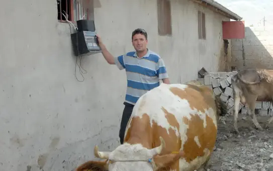 Müzikle İneklerde Süt Verimini Artırdı'