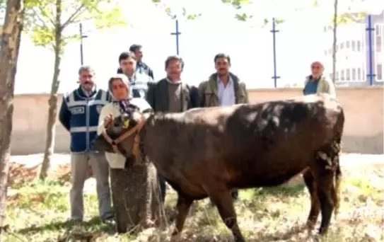 Çaldıkları İnekleri Minibüsle Kaçırmak İstediler