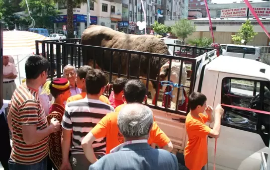 Nasip Tosun Kermesin İlgi Odağı Oldu