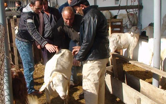 'Çapkın' Boğa 12 Bin Lira