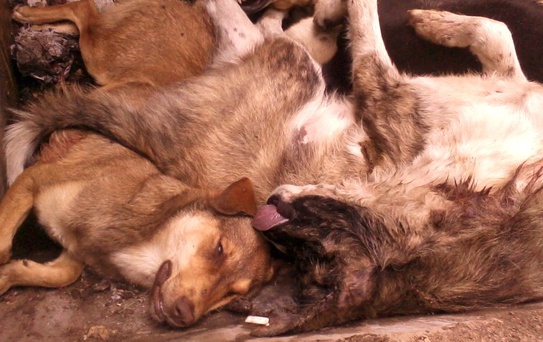 'Türkiye Sokak Köpekleri Sorununu Kendi Çözsün'