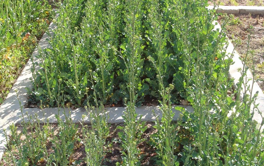 Adıyaman'da Kanola'nın Yetiştirilmesinde Verimlilik Araştırıldı
