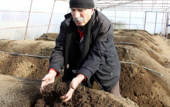 Solucanları Besleyip Gübre Elde Ediyorlar