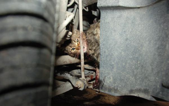 Yavru Kedi Otomobilin Motor Bölümünde Sıkıştı