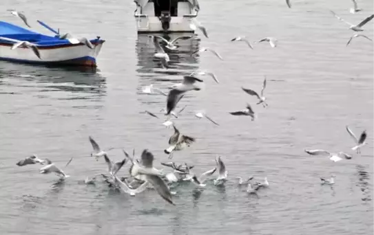 Polisler Yaralı Martıyı Tedavi Ettirdi