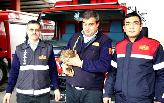Yaralı Şahin, Emin Ellerde