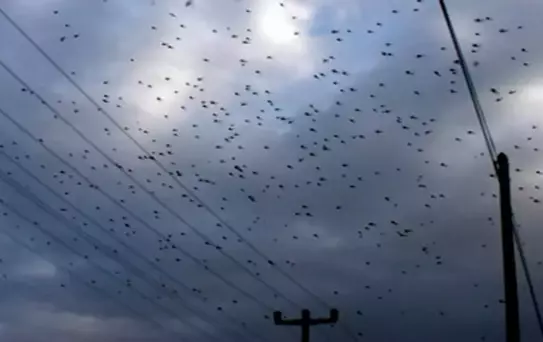 Sular Çekilince Sinekler de Gidecek