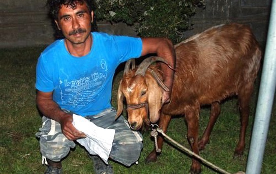 Keçisini Köpek Isırınca Acil Servise Getirdi