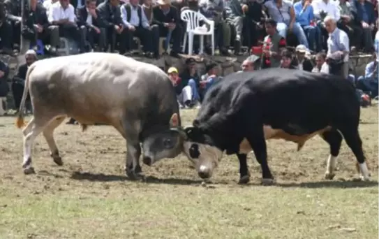 Marant Boğa Güreşleri Yapıldı
