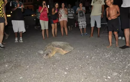 Caretta Carettalar Çalış Plajı'nda