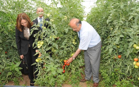 Vali, Kaymakam ile Domates Topladı