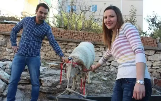 Konya'da Kız Evine Kurbanlık Koç Hediyesi