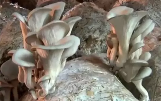 Kendi imkanıyla kurduğu tesiste mantar üretiyor