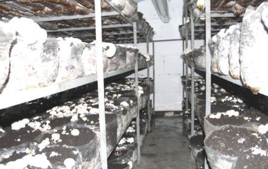 Sorgun'da Kültür Mantarı Yetiştiriciliği Kursu Açıldı