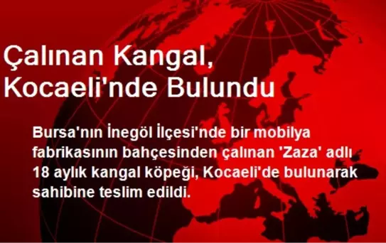 Çalınan Kangal, Kocaeli'nde Bulundu