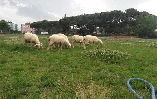 Ödemiş Belediyespor Tesislerinde Koyunlar Otluyor!