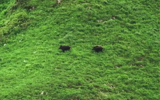 Rize'de Dağ Horozu Şenlikleri Yapıldı