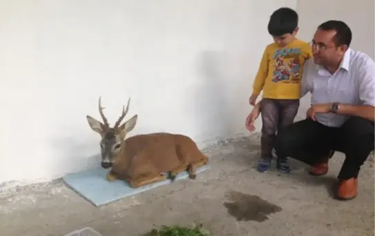 Yaralı Geyik Tedavi Altına Alındı