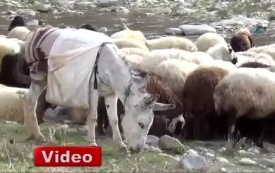 Bitlis'te Kavalsız Çoban 5 Yıldır Boru Üflüyor