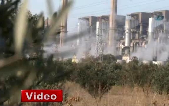 Kesilen Zeytin Ağaçlarına Bakamıyor