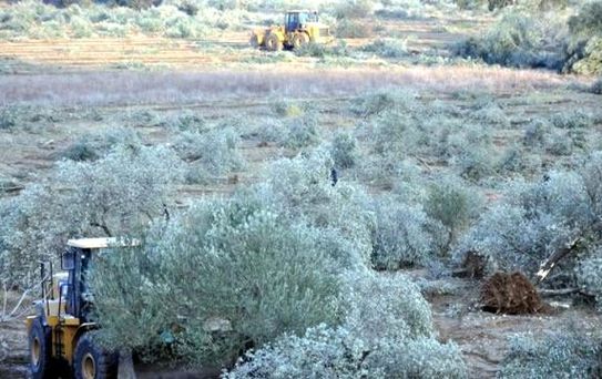 Kesilen Zeytin Ağaçları İçin Şarkı Besteledi