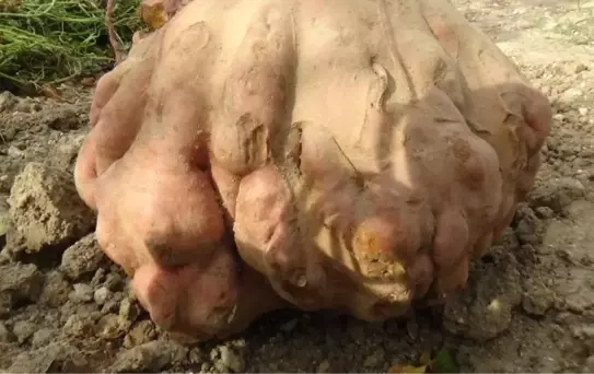 22 Kilogramlık Patates Guinness'e Aday