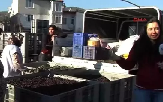 Zeytinyağında Fiyat 20 TL'ye Doğru Yükseliyor