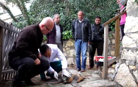 Yaralı Caretta Caretta Tedavi Altına Alındı