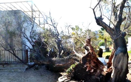 Bodrum'da Fırtına Kabusu