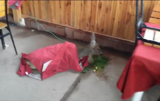 Köpekten Kaçarken Denize Düştü