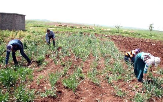 Alternatif Üretim ve İstihdam Derneği'nden Müthiş Proje