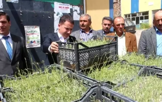 Hüyük'te Lavanta Bitkisi Üretimi Başlıyor