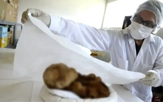 Ölü Bebek, Altı Ay Bebek Arabasında Bırakılmış