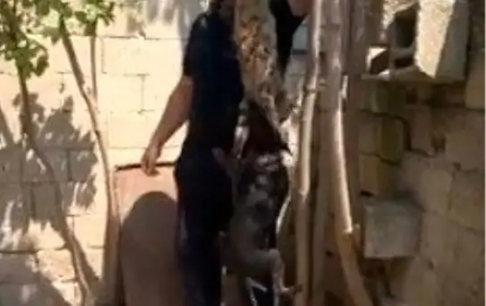 Kırklareli'deki Kedi İşkencesinde Kovuşturmaya Yer Yok