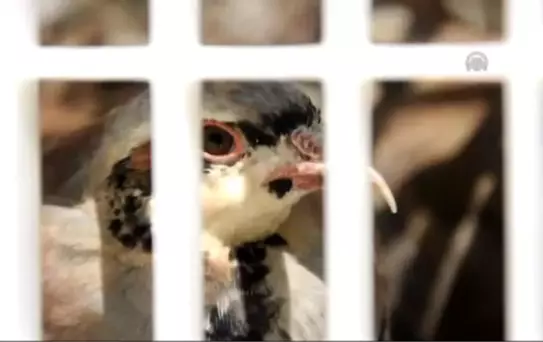 Bin Kınalı Keklik Doğaya Salındı