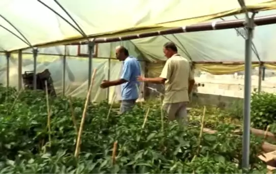 İkinci Baharlarını Serada Yaşıyorlar