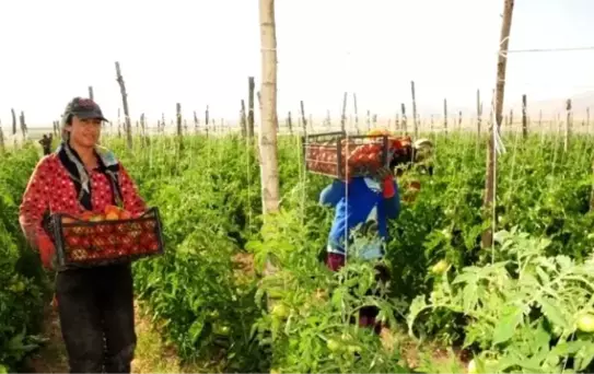 Van'da Sebze Üretimi