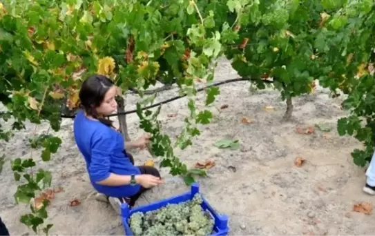 Ürgüp'te Bağbozumu Yapıldı