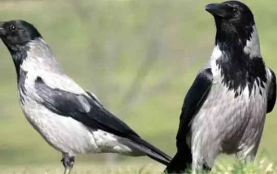 Kargaların İlginç Davranışları Merak Konusu Oldu